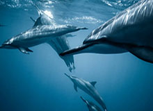 xcsports杏彩体育-U20女足亚洲杯 中国队两球完胜收获小组赛两连胜